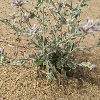 Ptilotus sessilifolius (Crimson Fox-tail) at Jerilderie, NSW - 22 Jan 2023 by MattM