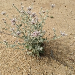 Ptilotus sessilifolius at Jerilderie, NSW - 22 Jan 2023 10:18 AM