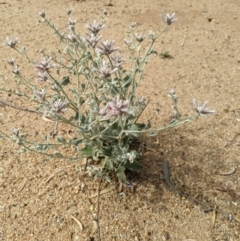 Ptilotus sessilifolius at Jerilderie, NSW - 22 Jan 2023 10:18 AM