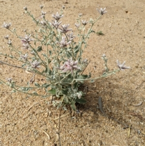 Ptilotus sessilifolius at Jerilderie, NSW - 22 Jan 2023