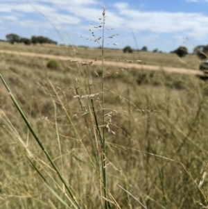 Eragrostis australasica at Jerilderie, NSW - 20 Jan 2023 11:29 AM