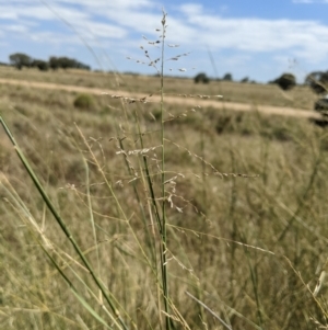 Eragrostis australasica at Jerilderie, NSW - 20 Jan 2023