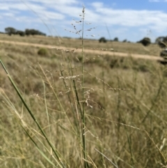 Eragrostis australasica (Canegrass) at Jerilderie, NSW - 20 Jan 2023 by MattM