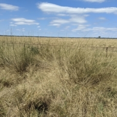 Eragrostis australasica at Jerilderie, NSW - 20 Jan 2023 11:29 AM