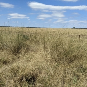 Eragrostis australasica at Jerilderie, NSW - 20 Jan 2023 11:29 AM