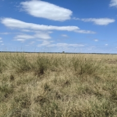 Eragrostis australasica at Jerilderie, NSW - 20 Jan 2023