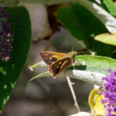 Timoconia flammeata (Bright Shield-skipper) at QPRC LGA - 23 Jan 2023 by DPRees125