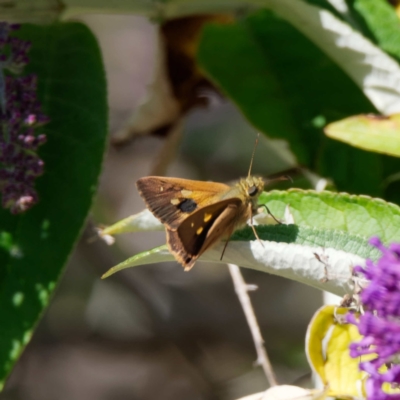 Timoconia flammeata (Bright Shield-skipper) at Captains Flat, NSW - 23 Jan 2023 by DPRees125