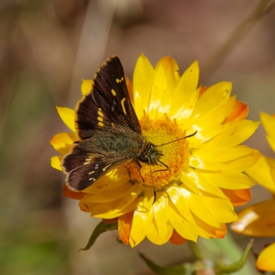 Dispar compacta (Barred Skipper) at QPRC LGA - 23 Jan 2023 by DPRees125