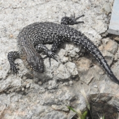 Egernia cunninghami (Cunningham's Skink) at Mt Gladstone Reserves, Cooma - 24 Jan 2023 by JohnBundock