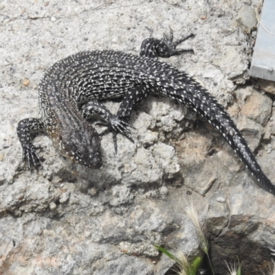 Egernia cunninghami (Cunningham's Skink) at Mt Gladstone Reserves, Cooma - 24 Jan 2023 by JohnBundock