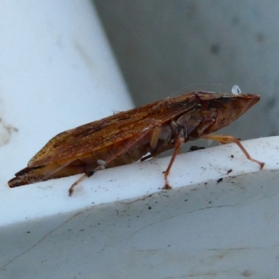 Stenocotis depressa (Leafhopper) at Belconnen, ACT - 24 Jan 2023 by JohnGiacon