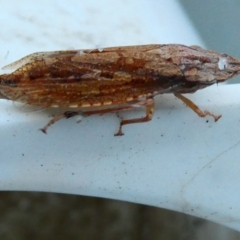 Stenocotis sp. (genus) at Belconnen, ACT - 24 Jan 2023 07:33 PM