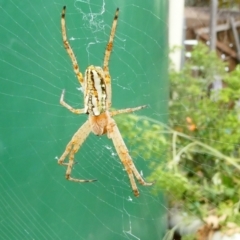 Plebs bradleyi (Enamelled spider) at Belconnen, ACT - 16 Jan 2023 by jgiacon