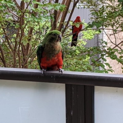 Alisterus scapularis (Australian King-Parrot) at Bruce, ACT - 19 Jan 2023 by alisterus