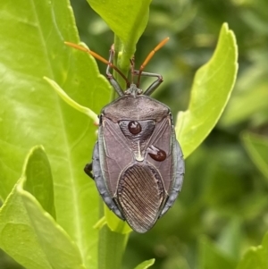 Musgraveia sulciventris at Lyneham, ACT - 19 Jan 2023