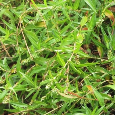Persicaria prostrata (Creeping Knotweed) at Molonglo Valley, ACT - 24 Jan 2023 by sangio7