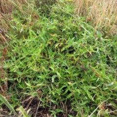 Persicaria prostrata at Molonglo Valley, ACT - 24 Jan 2023 08:28 AM