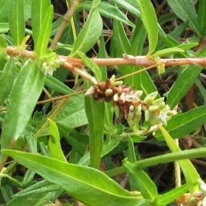 Persicaria prostrata at Molonglo Valley, ACT - 24 Jan 2023 08:28 AM