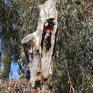 Callocephalon fimbriatum at Curtin, ACT - 30 Nov 2022