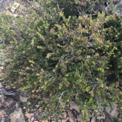 Leionema lamprophyllum subsp. obovatum (Shiny Phebalium) at Cotter River, ACT - 21 Dec 2022 by Tapirlord