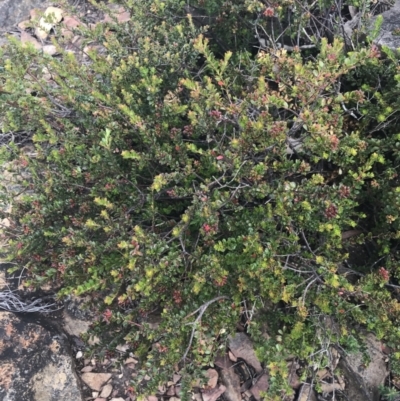 Leionema lamprophyllum subsp. obovatum (Shiny Phebalium) at Cotter River, ACT - 21 Dec 2022 by Tapirlord