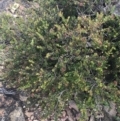 Leionema lamprophyllum subsp. obovatum at Cotter River, ACT - 21 Dec 2022