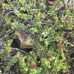 Leionema lamprophyllum subsp. obovatum at Cotter River, ACT - suppressed