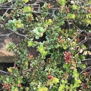 Leionema lamprophyllum subsp. obovatum at Cotter River, ACT - suppressed