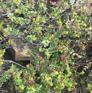 Leionema lamprophyllum subsp. obovatum at Cotter River, ACT - suppressed