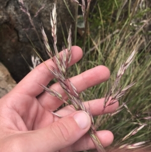 Rytidosperma pallidum at Cotter River, ACT - 21 Dec 2022 02:48 PM