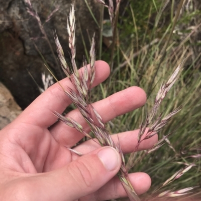 Rytidosperma pallidum (Red-anther Wallaby Grass) at Namadgi National Park - 21 Dec 2022 by Tapirlord