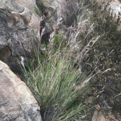 Rytidosperma pallidum at Cotter River, ACT - 21 Dec 2022 02:48 PM