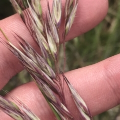 Rytidosperma pallidum at Cotter River, ACT - 21 Dec 2022 02:48 PM