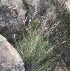 Rytidosperma pallidum at Cotter River, ACT - 21 Dec 2022 02:48 PM