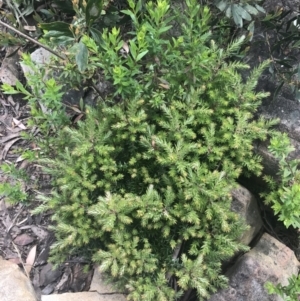 Acrotriche leucocarpa at Kambah, ACT - 21 Dec 2022 01:59 PM