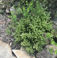 Acrotriche leucocarpa at Cotter River, ACT - 21 Dec 2022