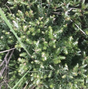 Acrotriche leucocarpa at Kambah, ACT - 21 Dec 2022 01:59 PM