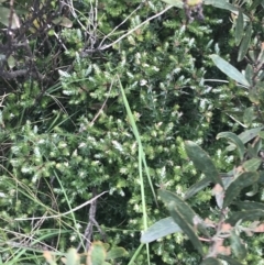 Acrotriche leucocarpa at Kambah, ACT - 21 Dec 2022 01:59 PM