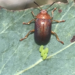 Calomela ioptera (A leaf beetle) at Cotter River, ACT - 21 Dec 2022 by Tapirlord