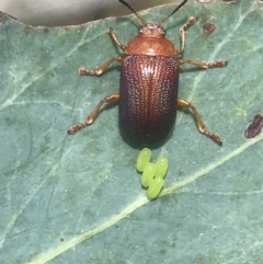 Calomela ioptera at Cotter River, ACT - 21 Dec 2022 01:45 PM