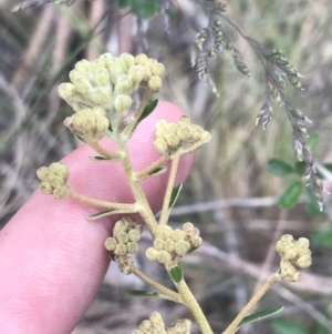 Astrotricha ledifolia at Paddys River, ACT - 21 Dec 2022