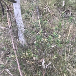 Astrotricha ledifolia at Paddys River, ACT - 21 Dec 2022