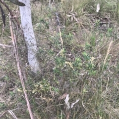 Astrotricha ledifolia at Paddys River, ACT - 21 Dec 2022