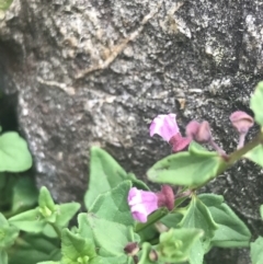 Scutellaria humilis (Dwarf Skullcap) at Paddys River, ACT - 21 Dec 2022 by Tapirlord