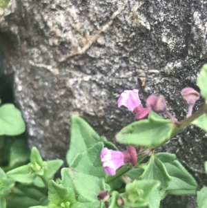 Scutellaria humilis at Paddys River, ACT - 21 Dec 2022