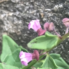 Scutellaria humilis at Paddys River, ACT - 21 Dec 2022 01:28 PM