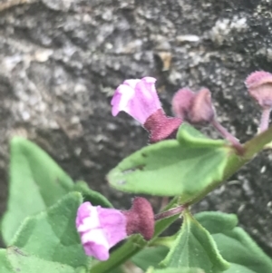 Scutellaria humilis at Paddys River, ACT - 21 Dec 2022