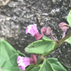 Scutellaria humilis at Paddys River, ACT - 21 Dec 2022