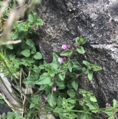 Scutellaria humilis at Paddys River, ACT - 21 Dec 2022